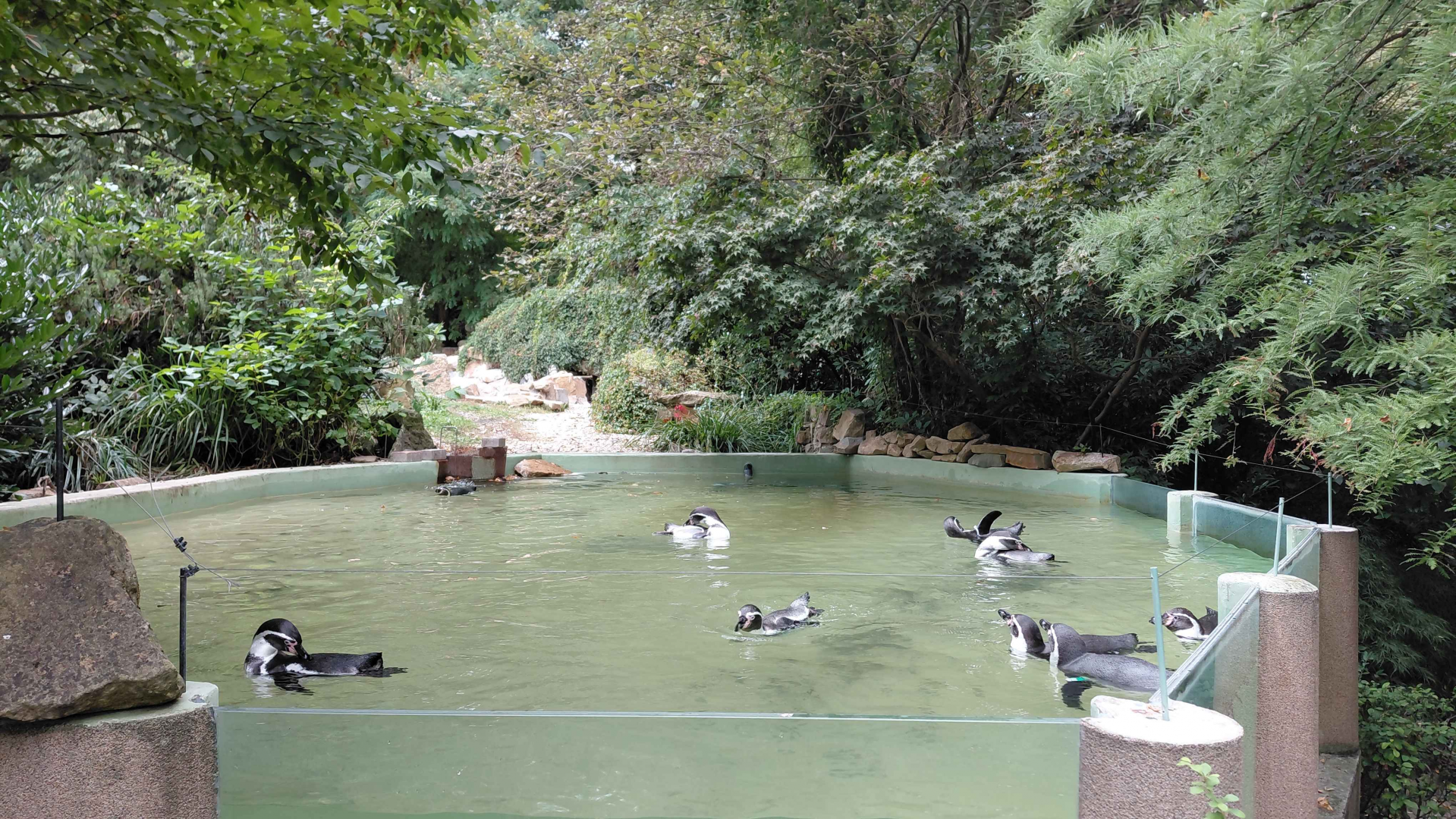 Humboldt penguin exhibit