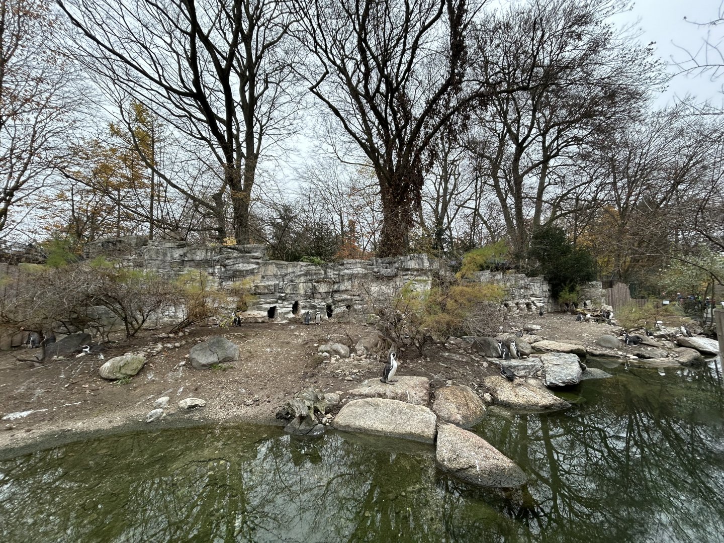 Humboldt Penguin Exhibit