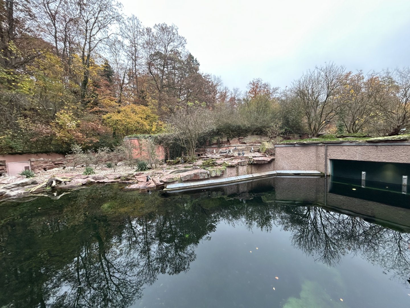 Humboldt Penguin Exhibit