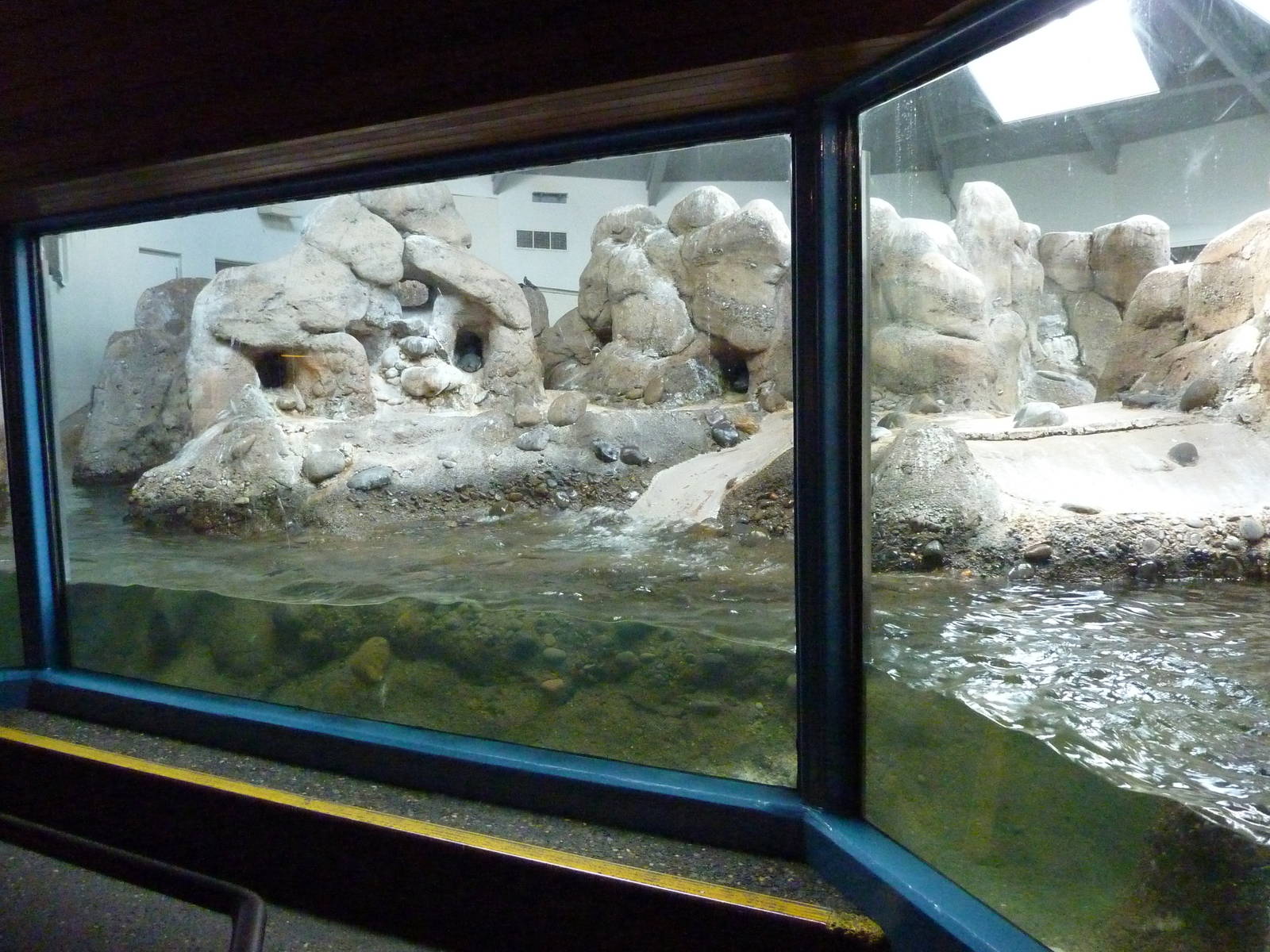 Humboldt Penguin Exhibit