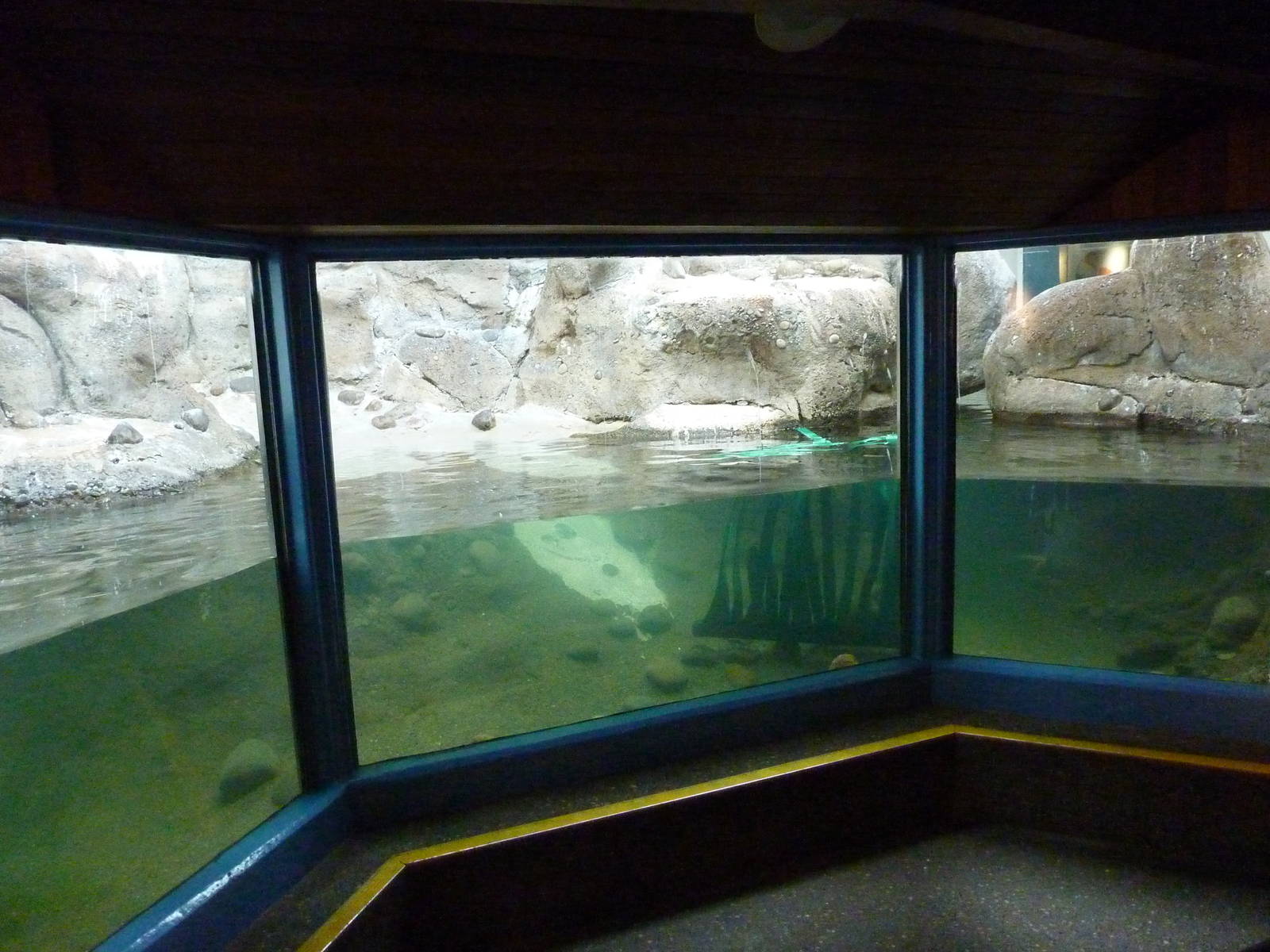 Humboldt Penguin Exhibit