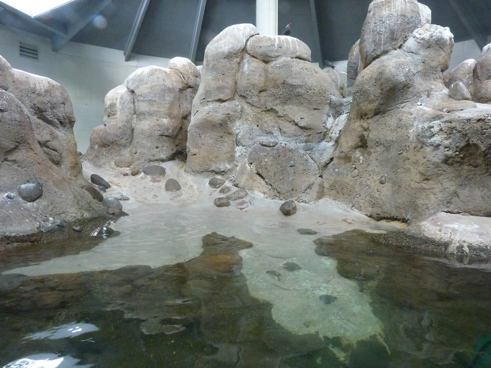 Humboldt Penguin Exhibit
