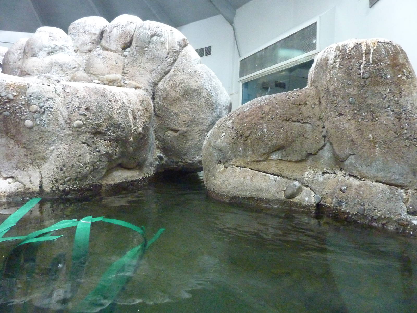 Humboldt Penguin Exhibit