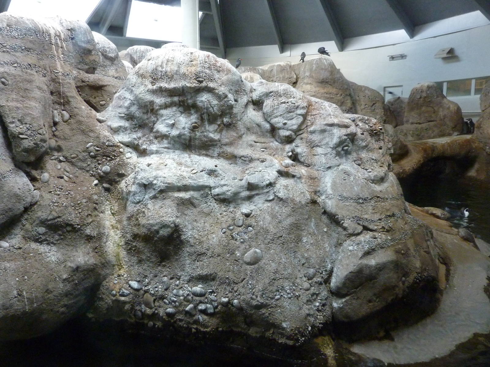 Humboldt Penguin Exhibit