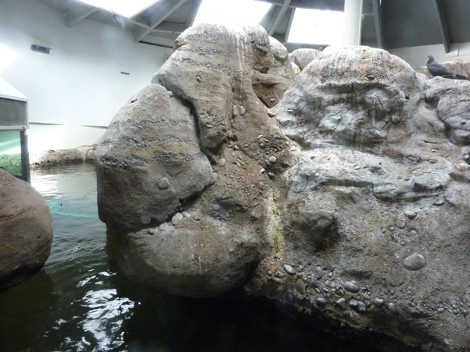 Humboldt Penguin Exhibit