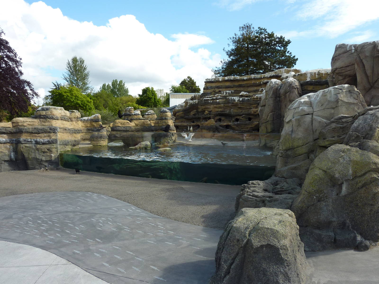 Humboldt Penguin Exhibit