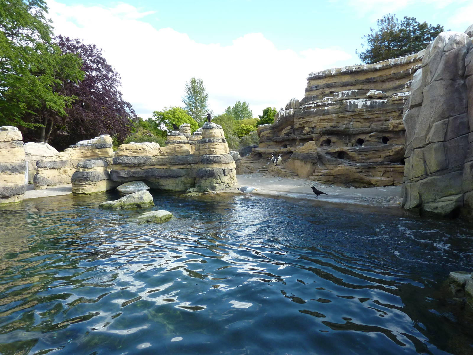 Humboldt Penguin Exhibit