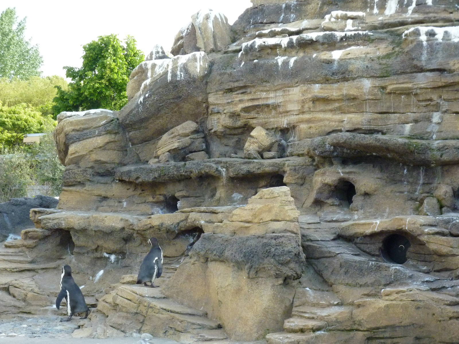 Humboldt Penguin Exhibit
