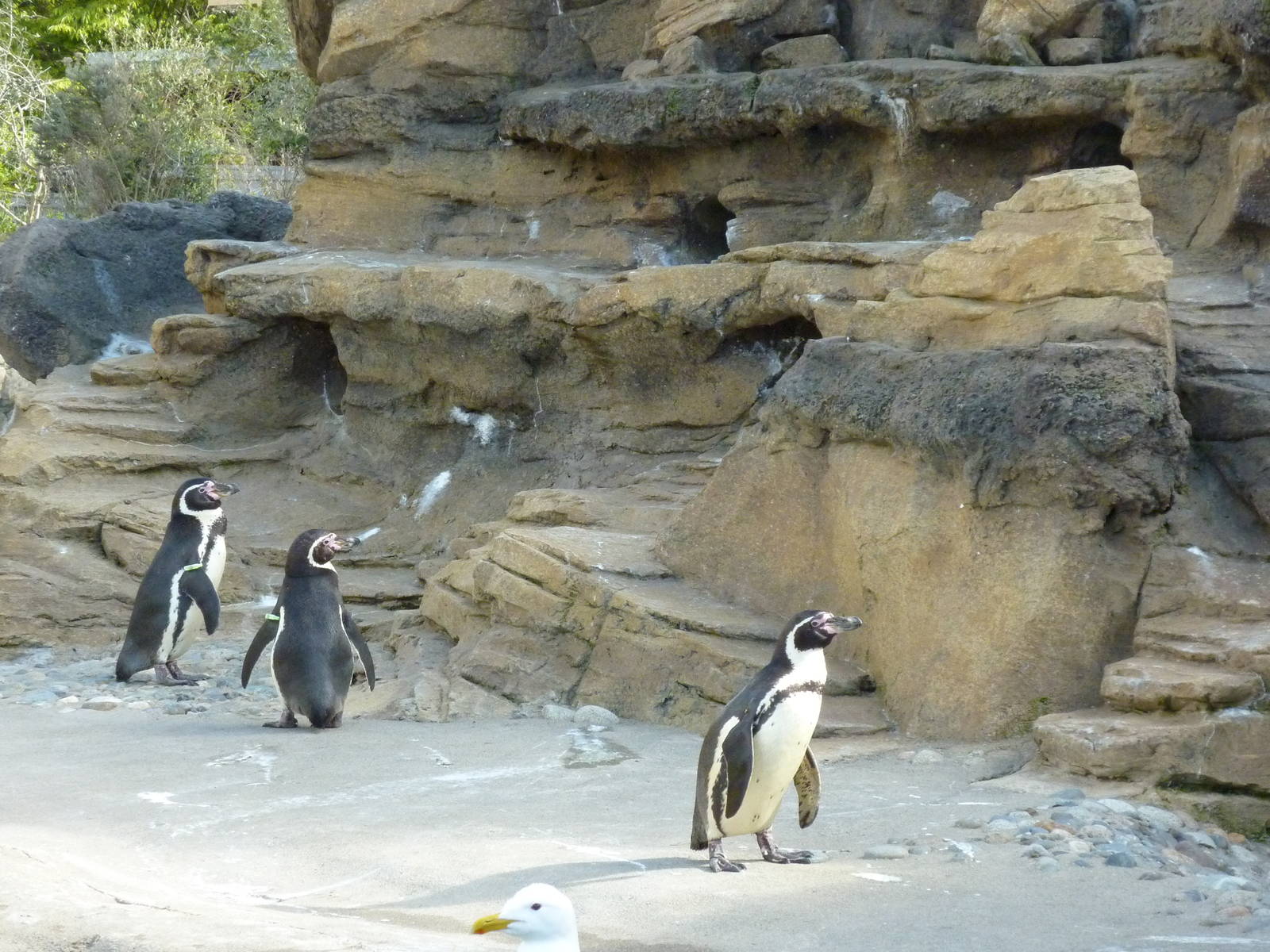 Humboldt Penguin Exhibit