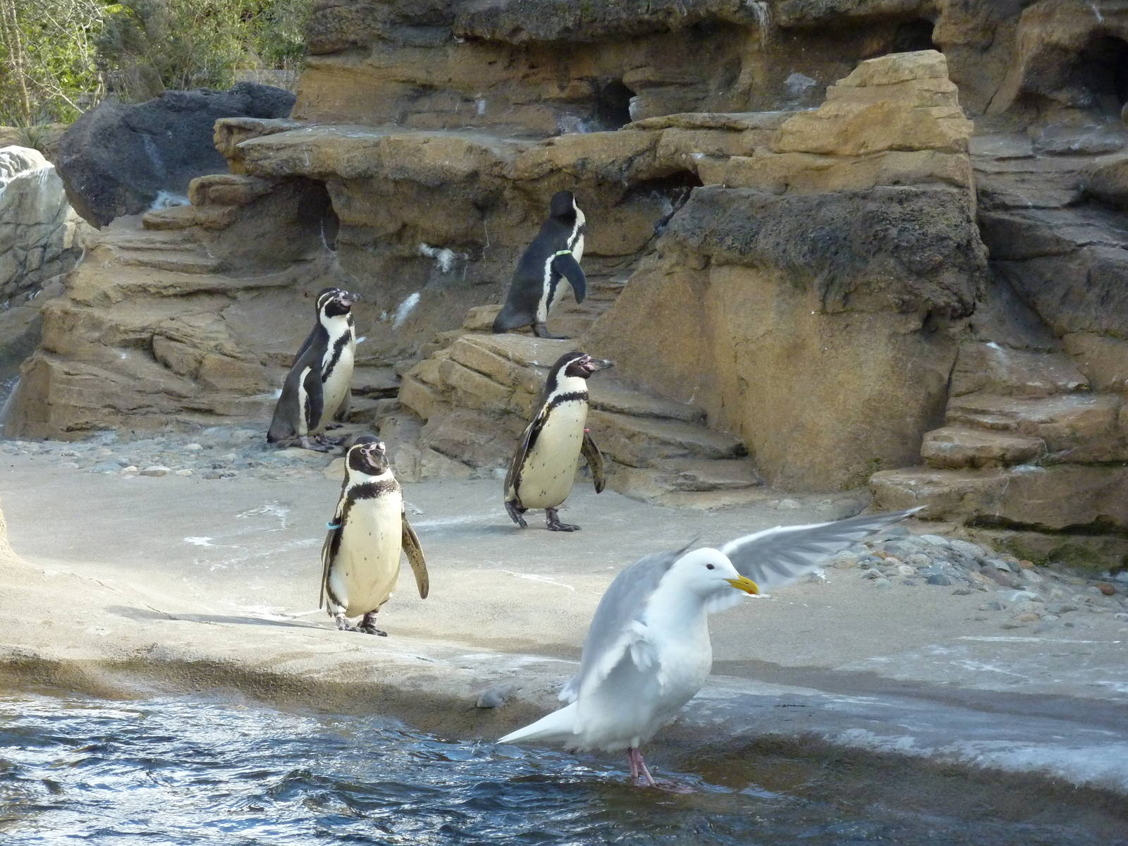 Humboldt Penguin Exhibit