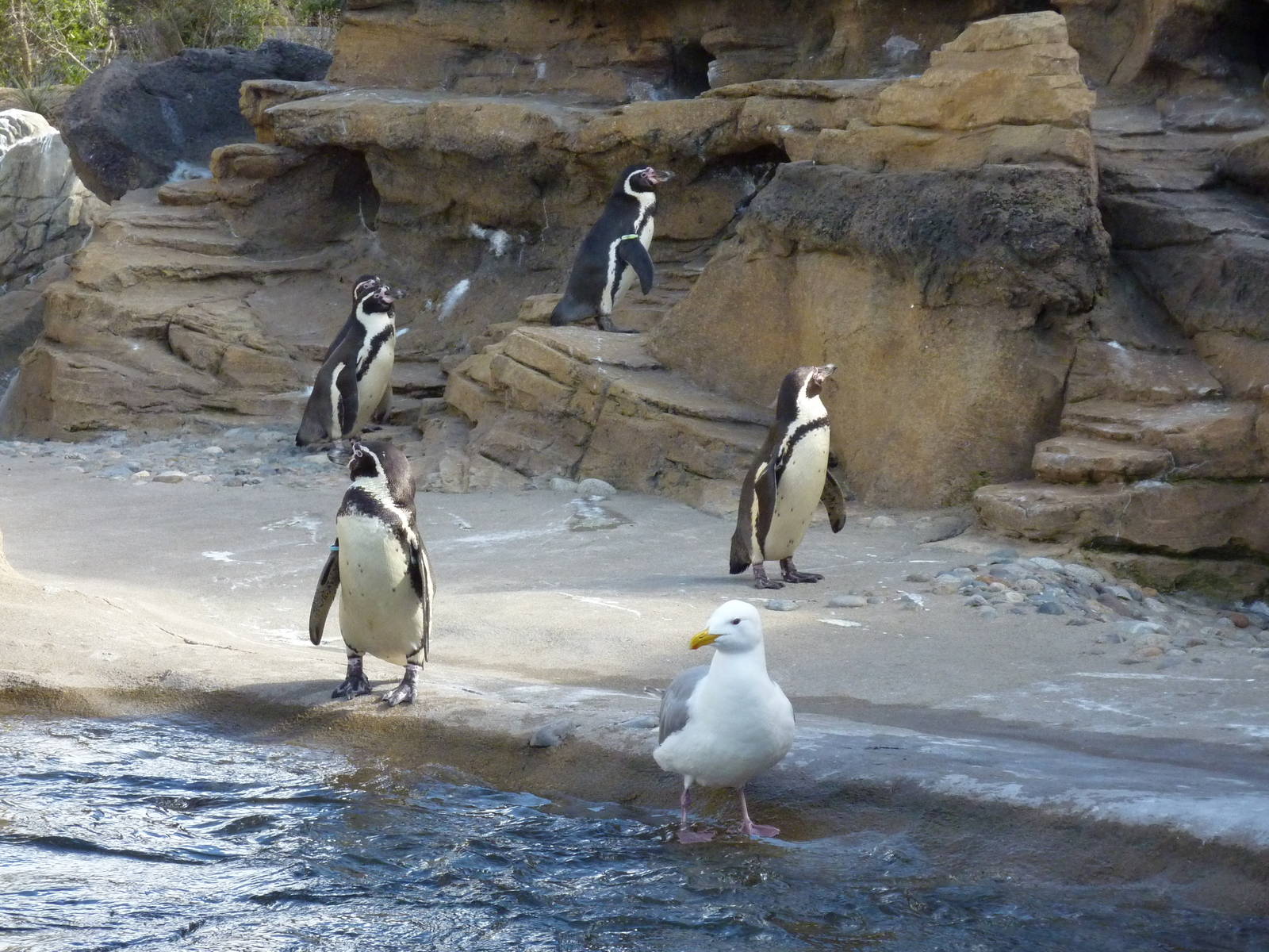 Humboldt Penguin Exhibit