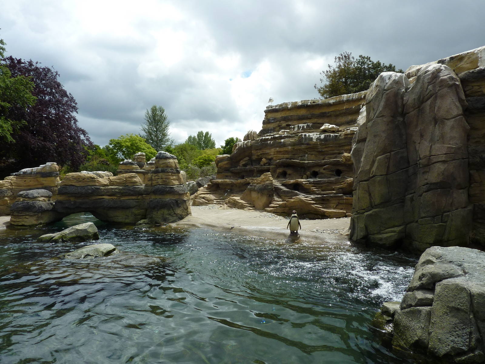 Humboldt Penguin Exhibit