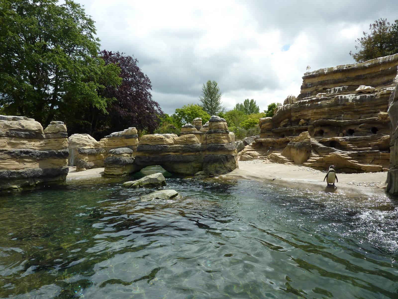 Humboldt Penguin Exhibit