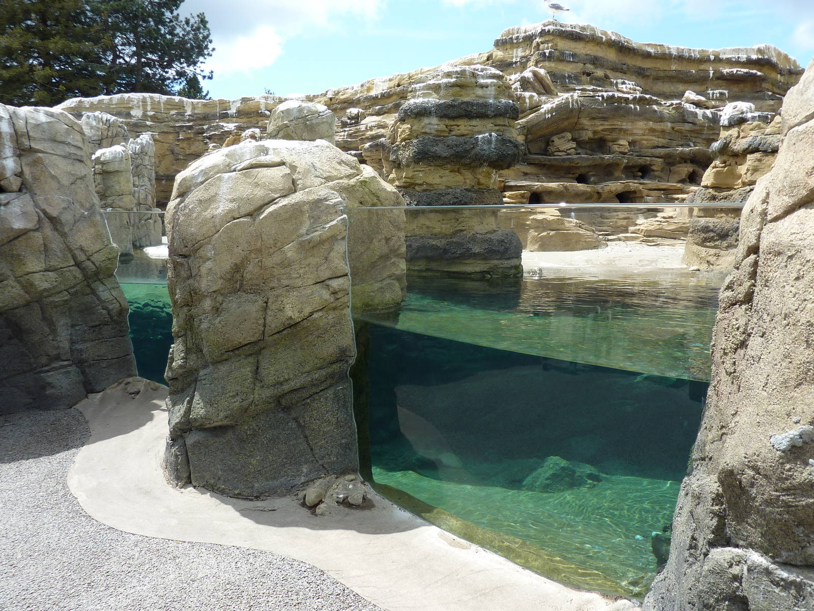 Humboldt Penguin Exhibit