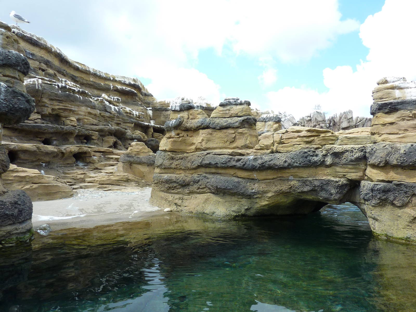 Humboldt Penguin Exhibit
