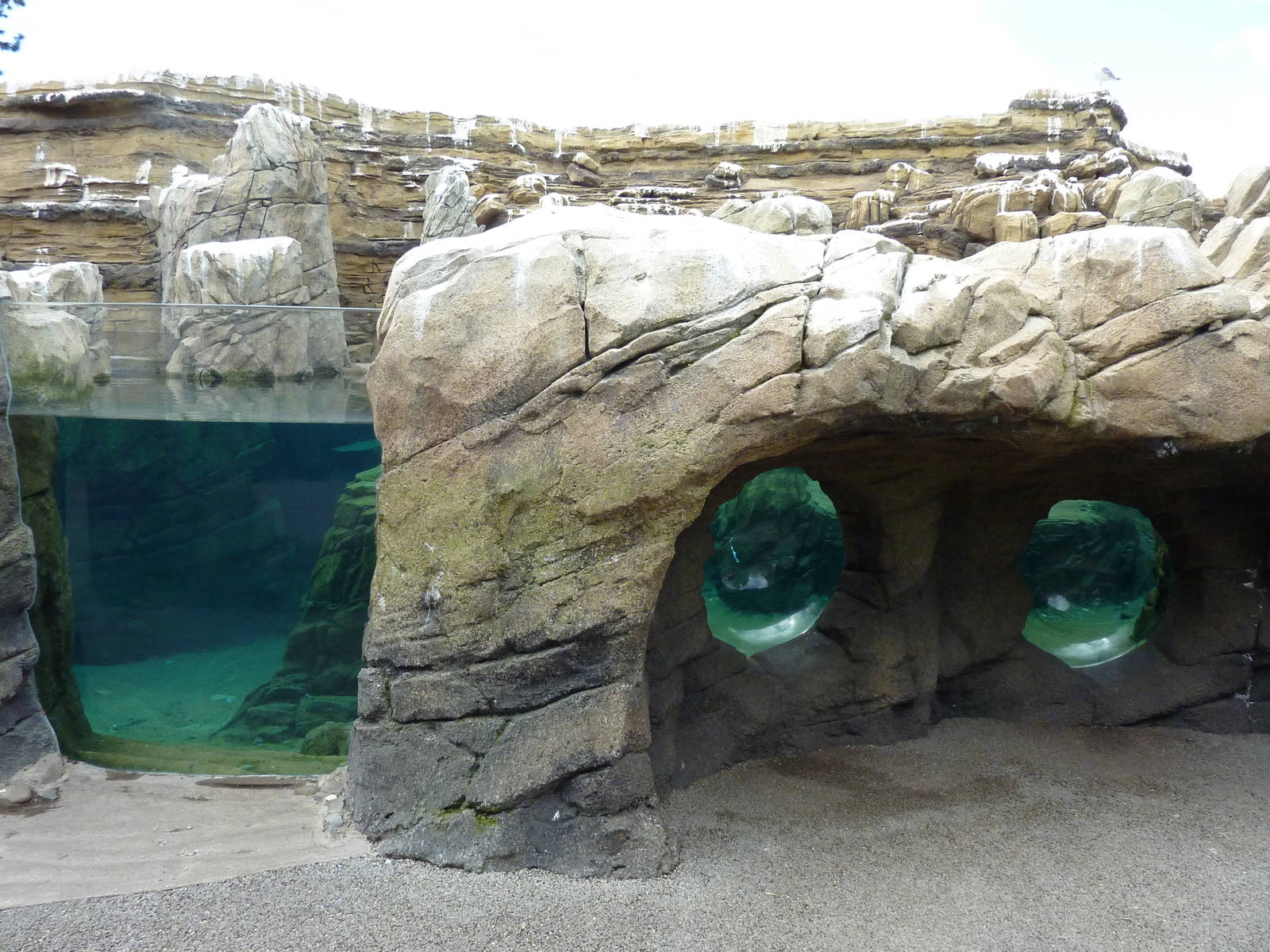 Humboldt Penguin Exhibit