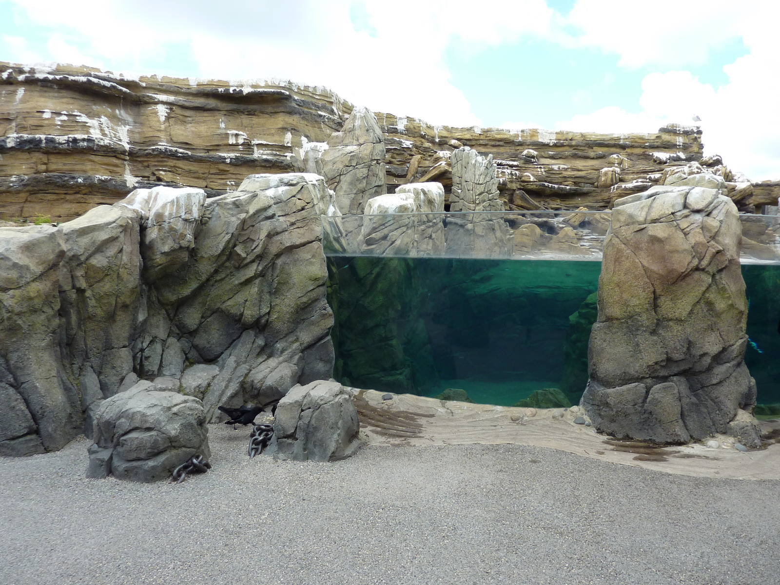 Humboldt Penguin Exhibit