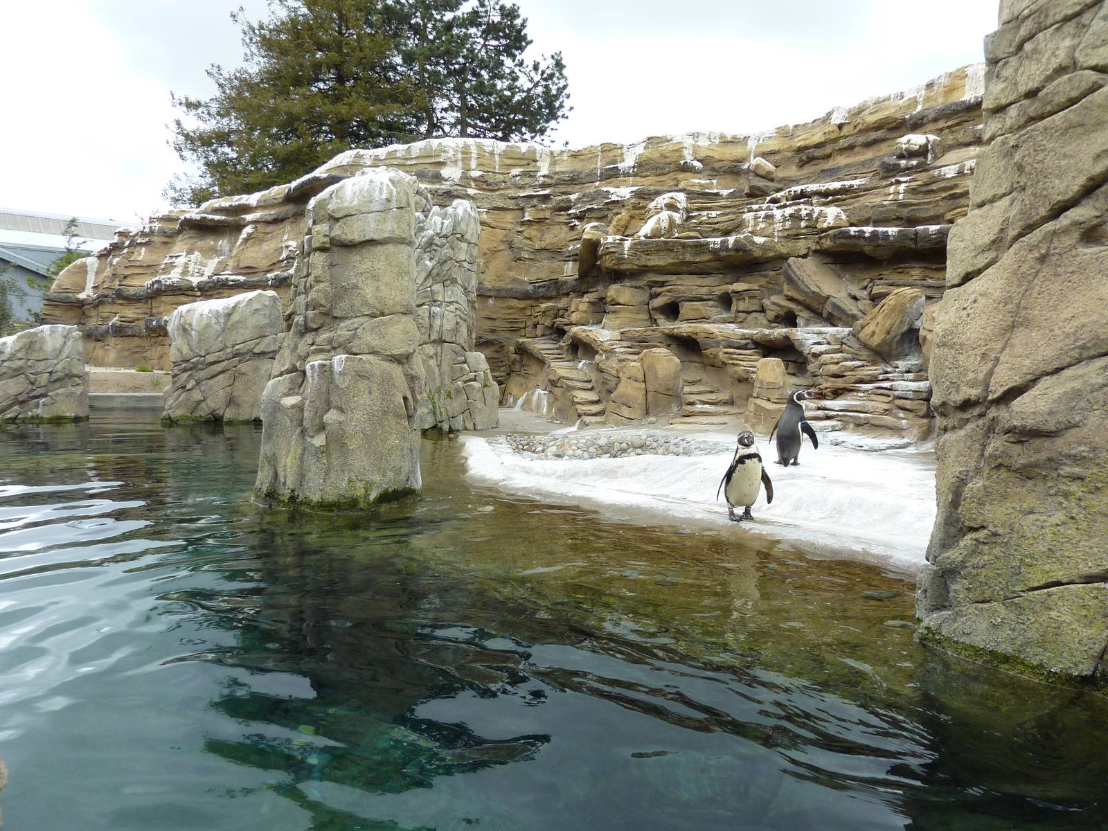 Humboldt Penguin Exhibit