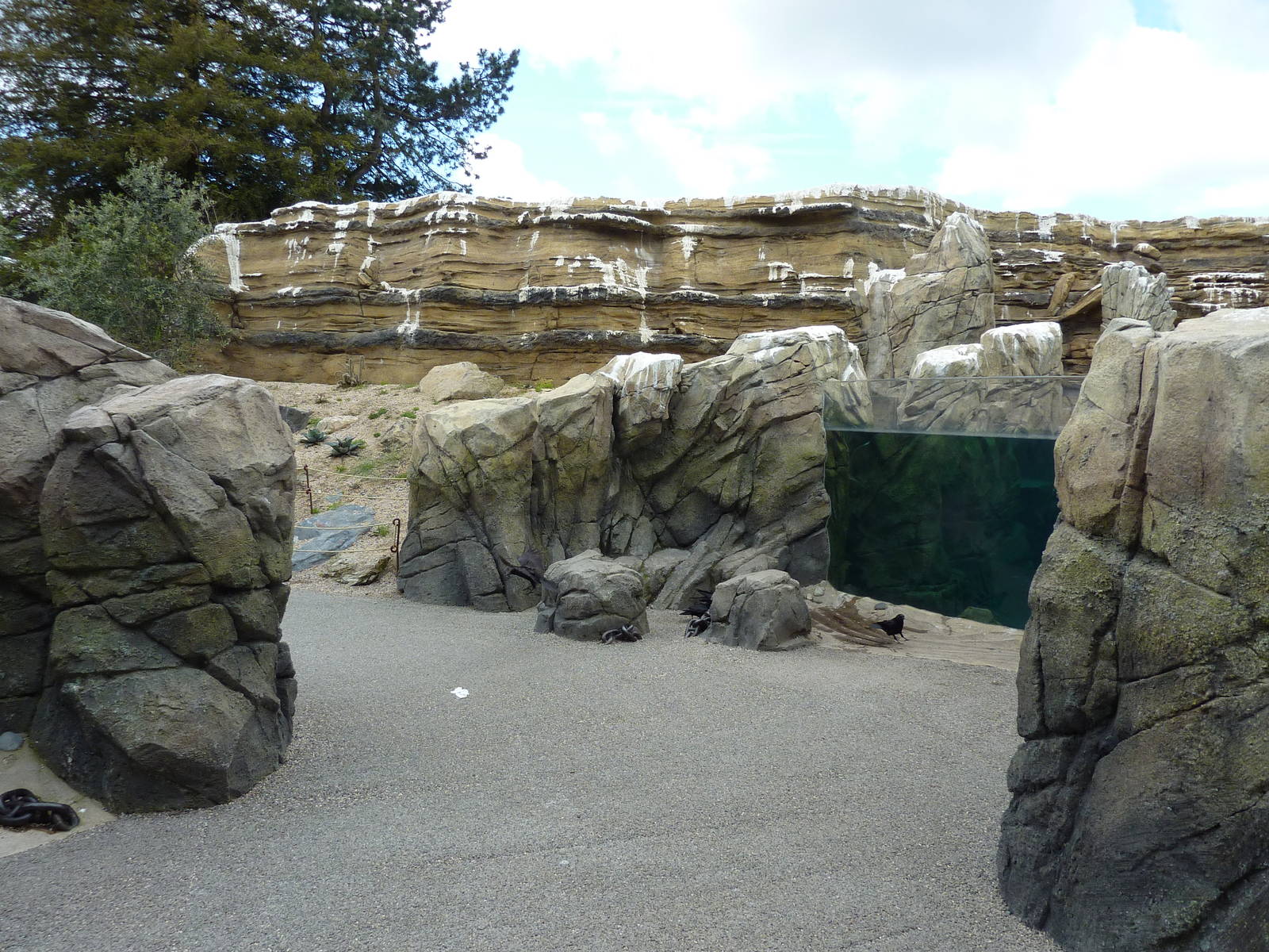 Humboldt Penguin Exhibit