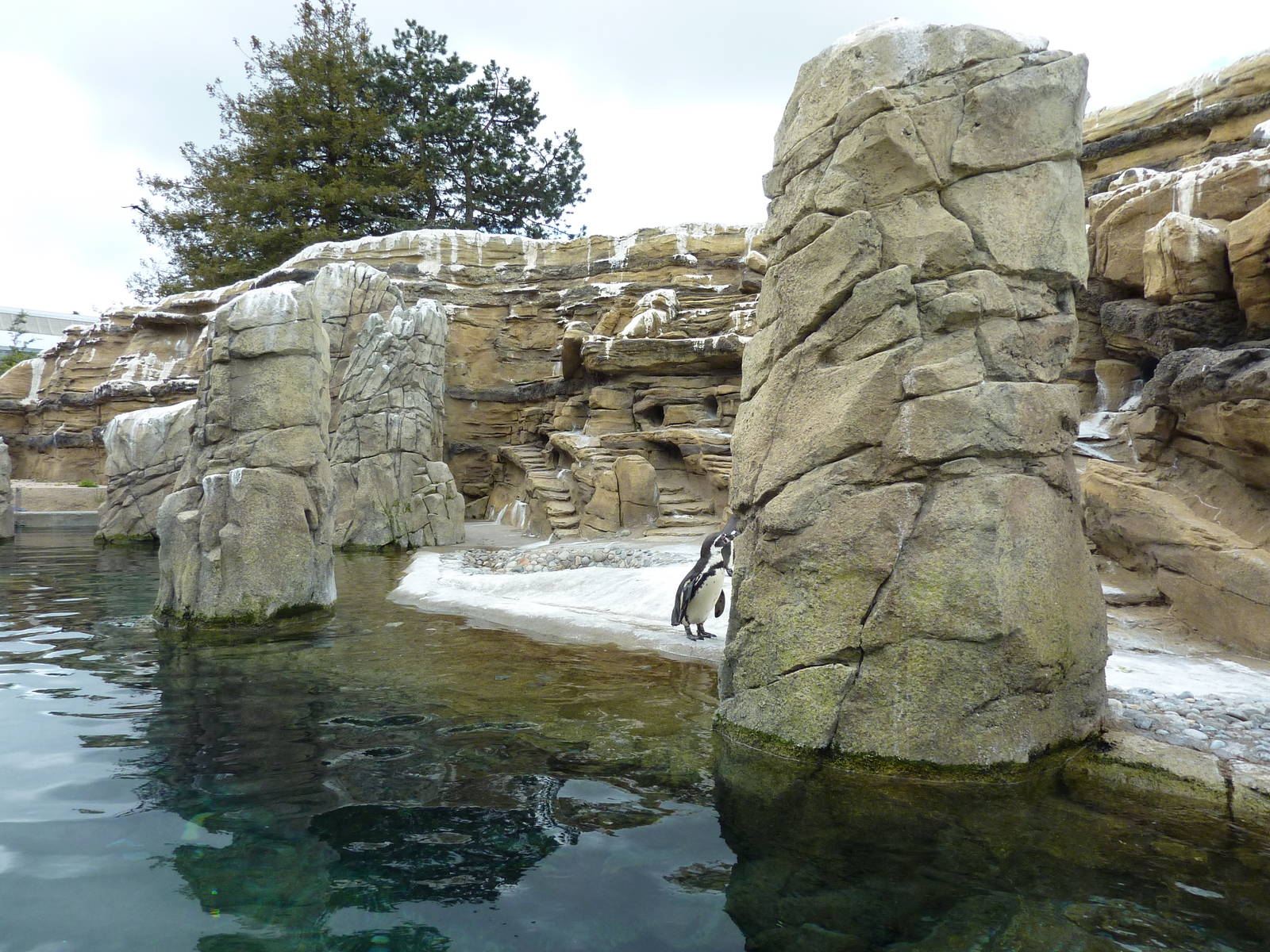 Humboldt Penguin Exhibit