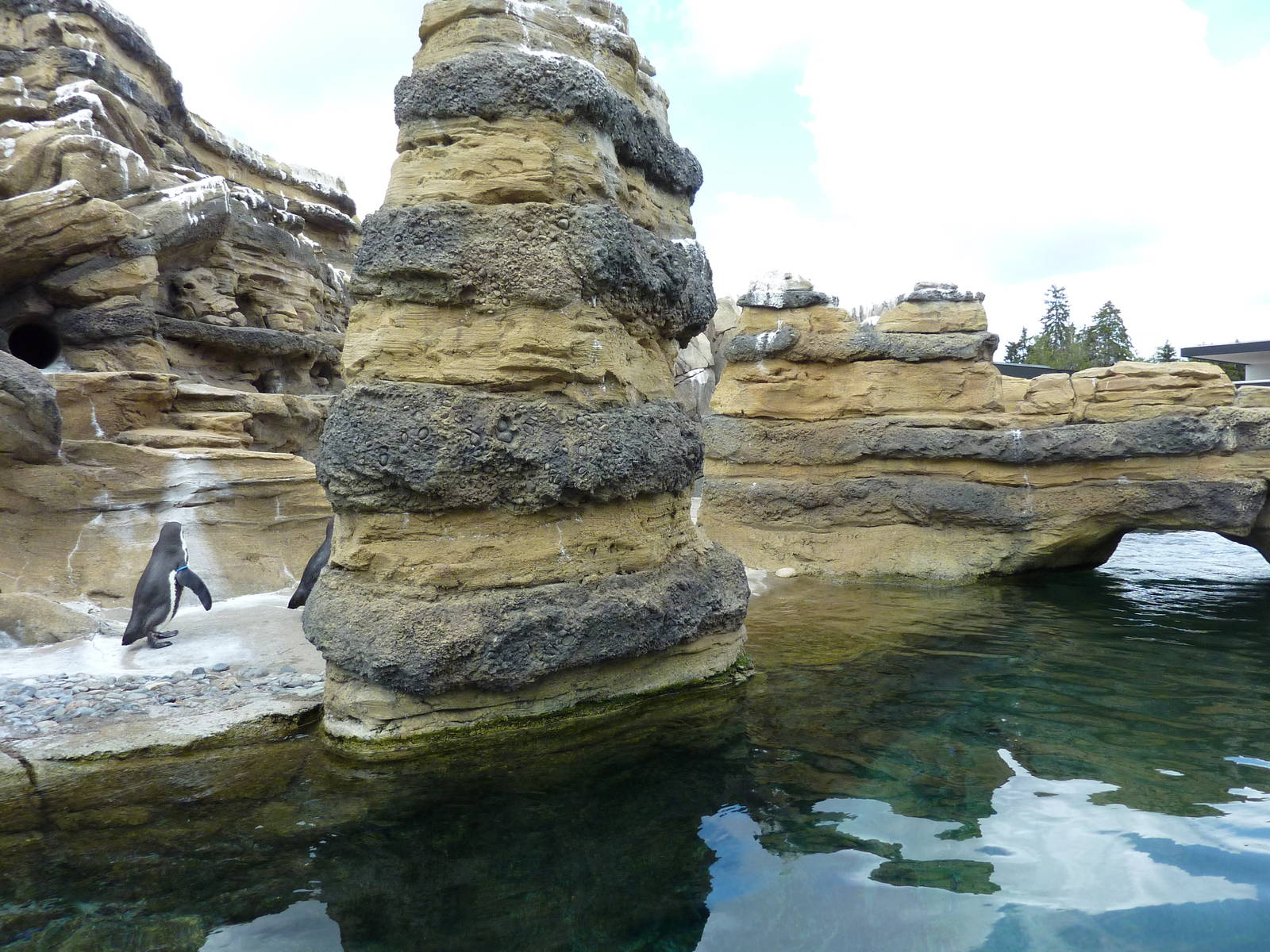 Humboldt Penguin Exhibit