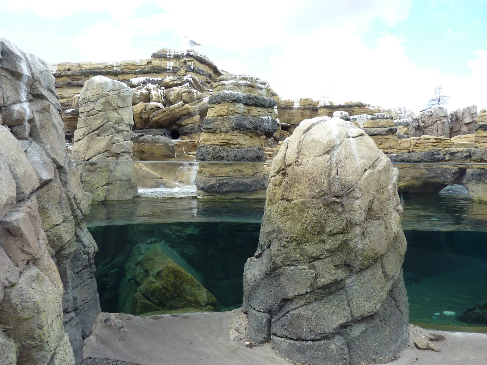 Humboldt Penguin Exhibit