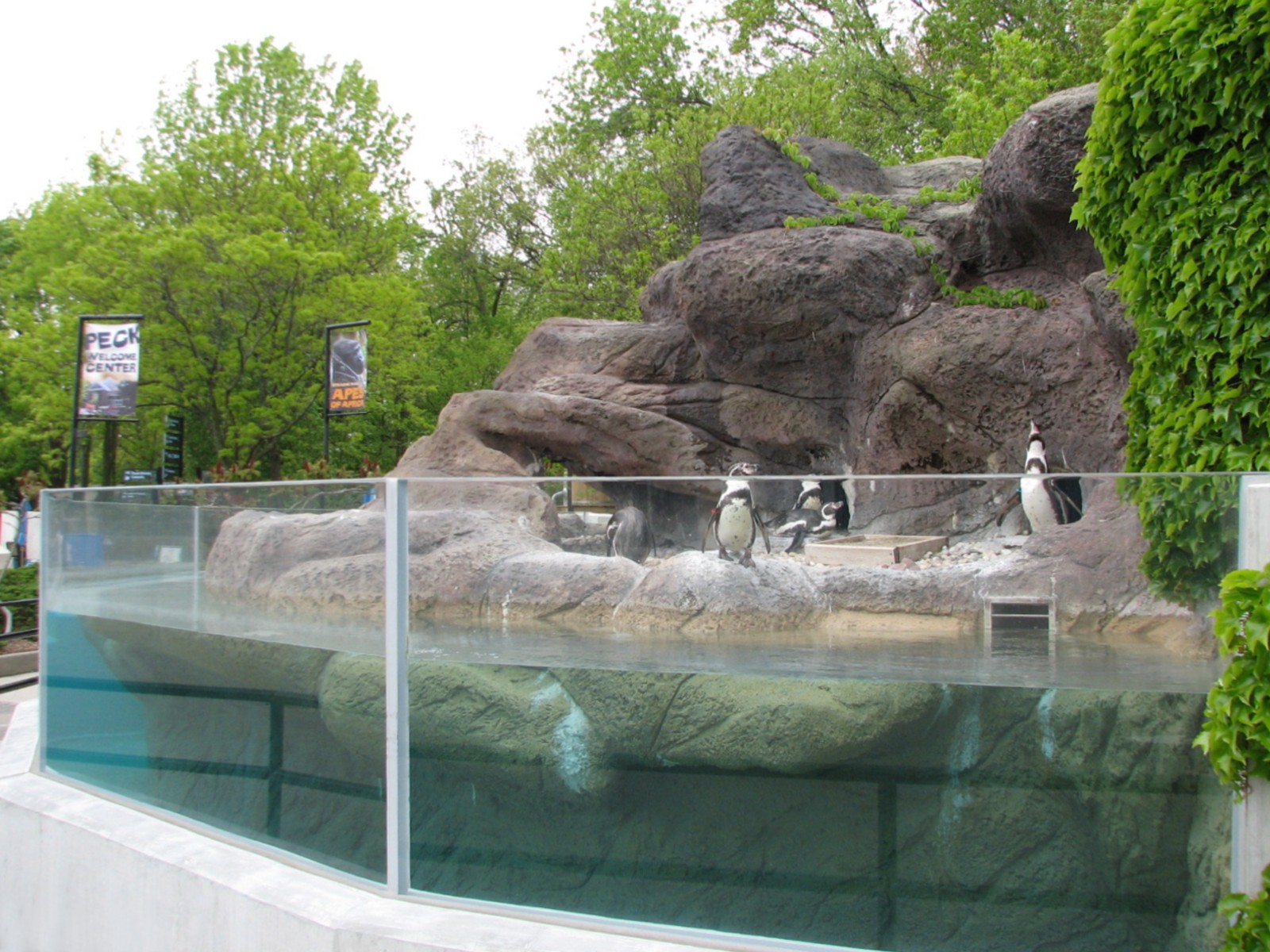 Humboldt Penguin Exhibit