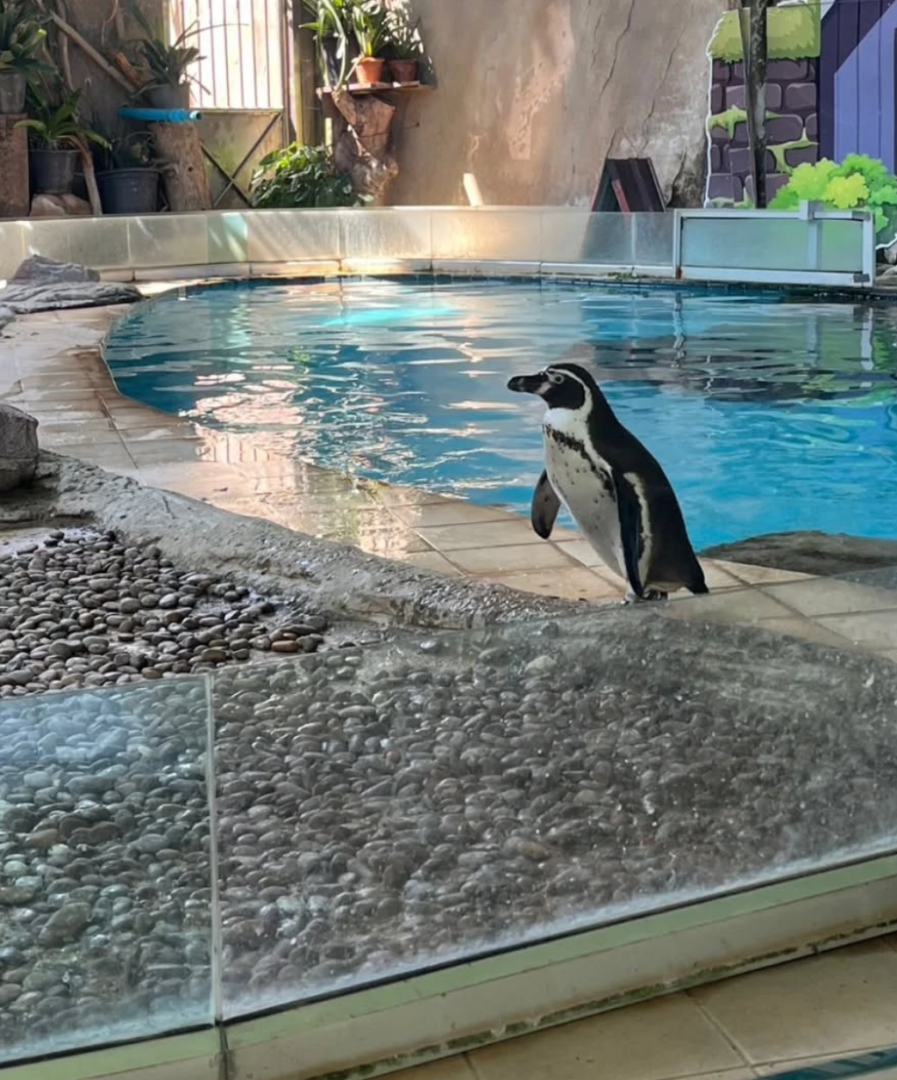 Humboldt penguin exibit