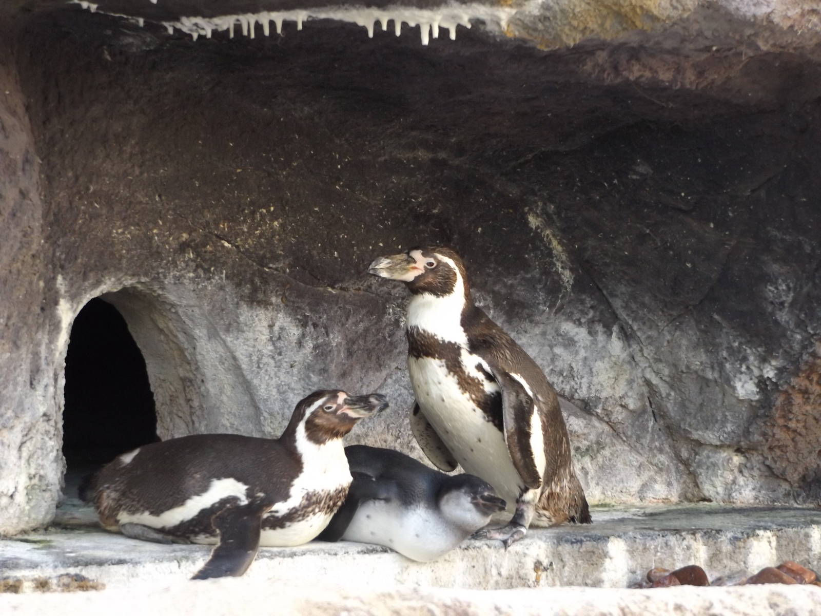 Humboldt Penguin Family Photo