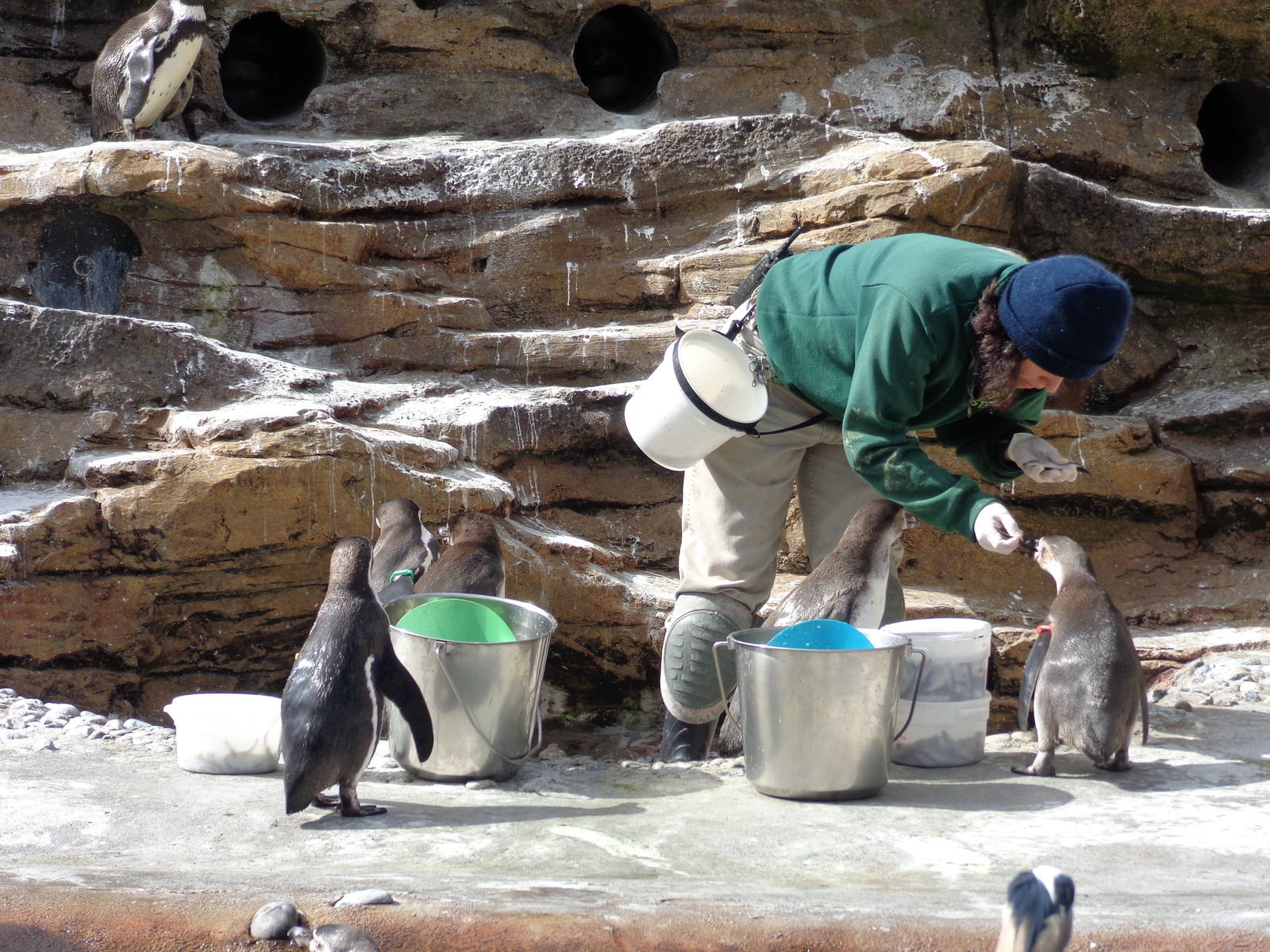 Humboldt Penguin Feeding #2