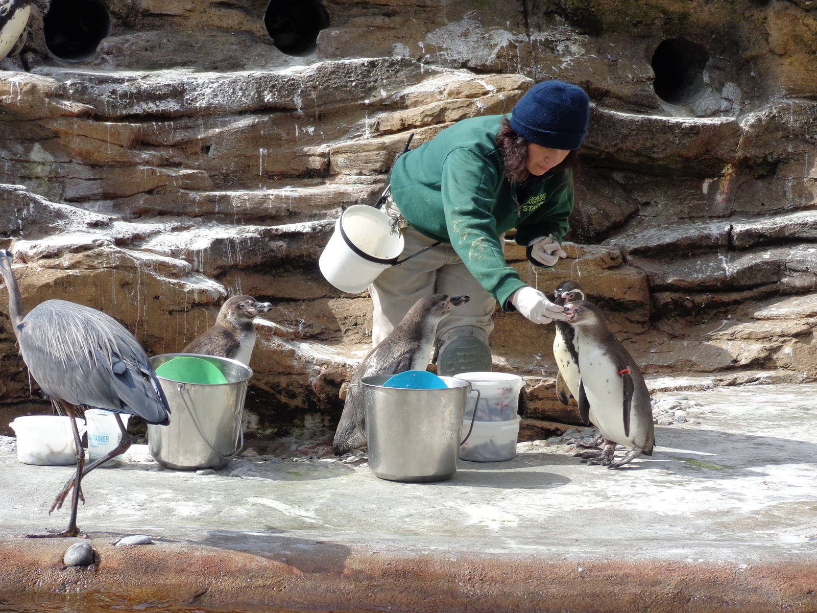 Humboldt Penguin Feeding