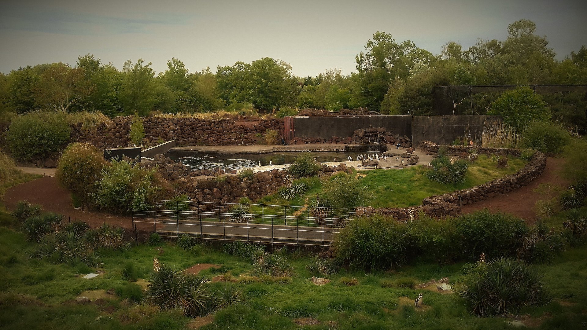 Humboldt penguin huge exhibit