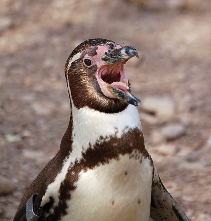 Humboldt Penguin in Fota Wildlife Park