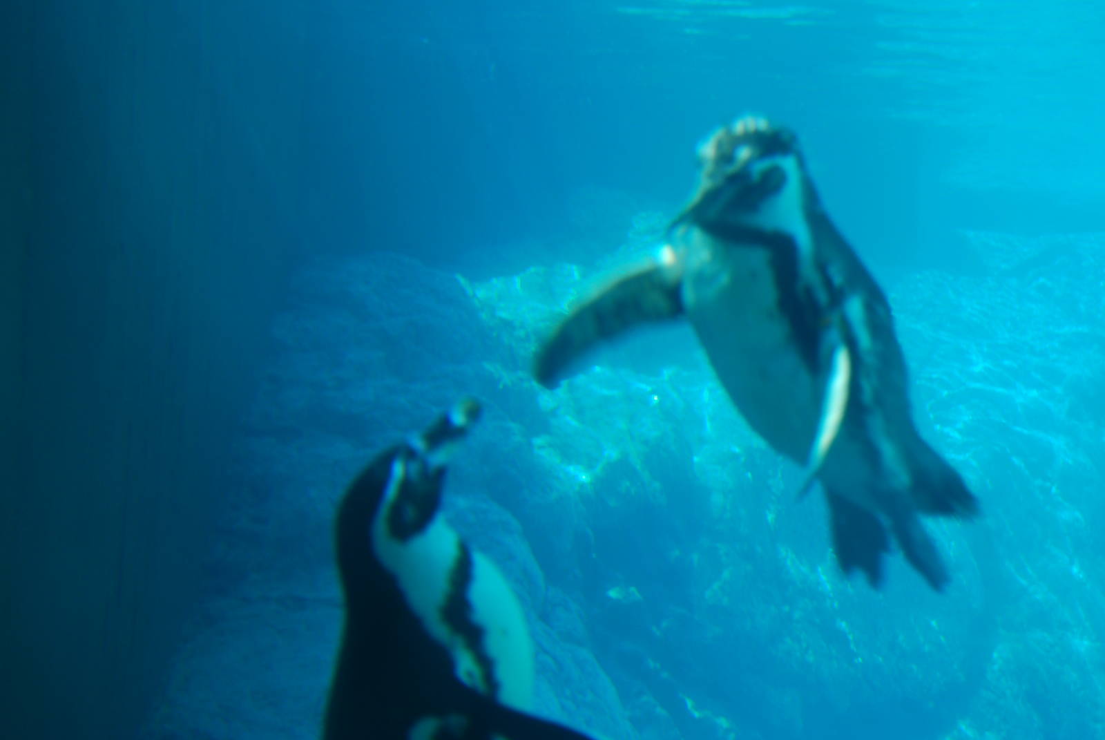 Humboldt Penguin in Kolmarden Zoo