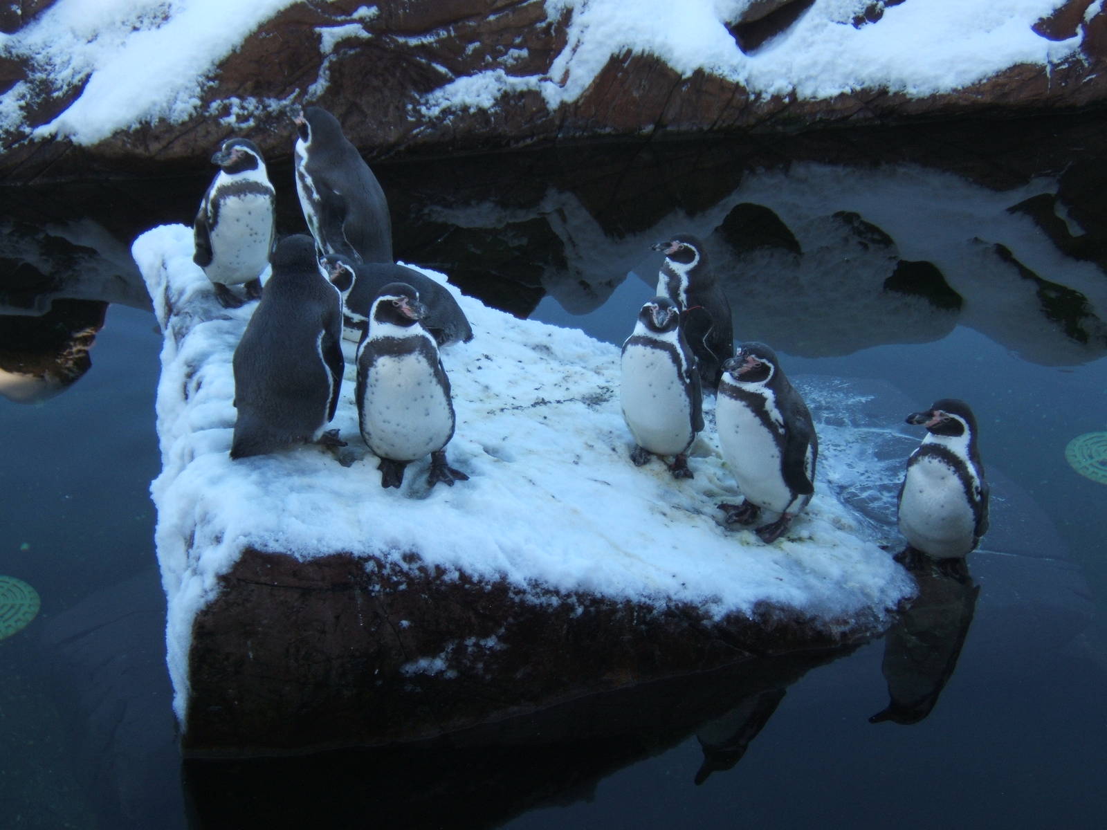 Humboldt Penguin in the upper pool