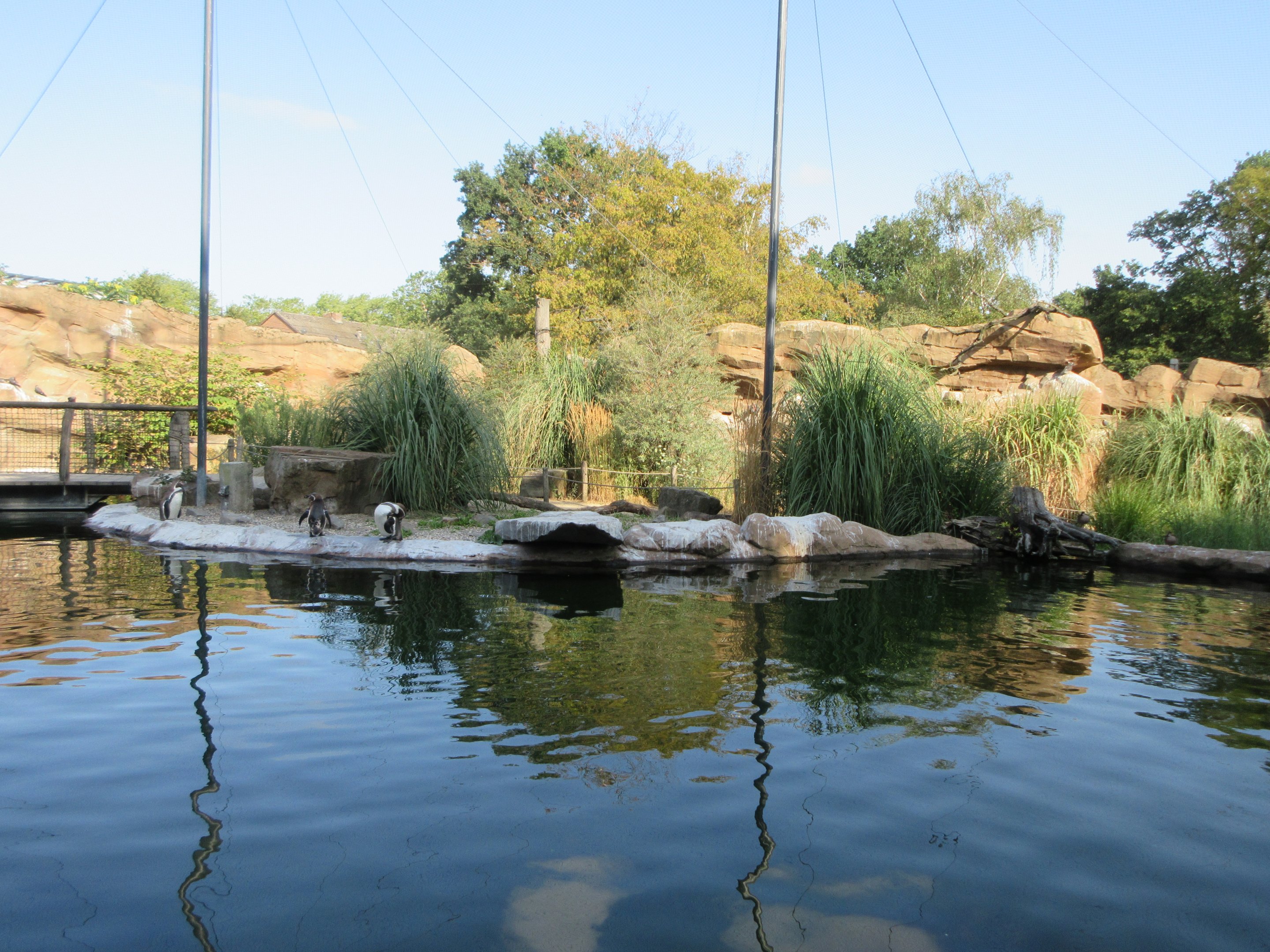 Humboldt Penguin/Inca Tern Aviary