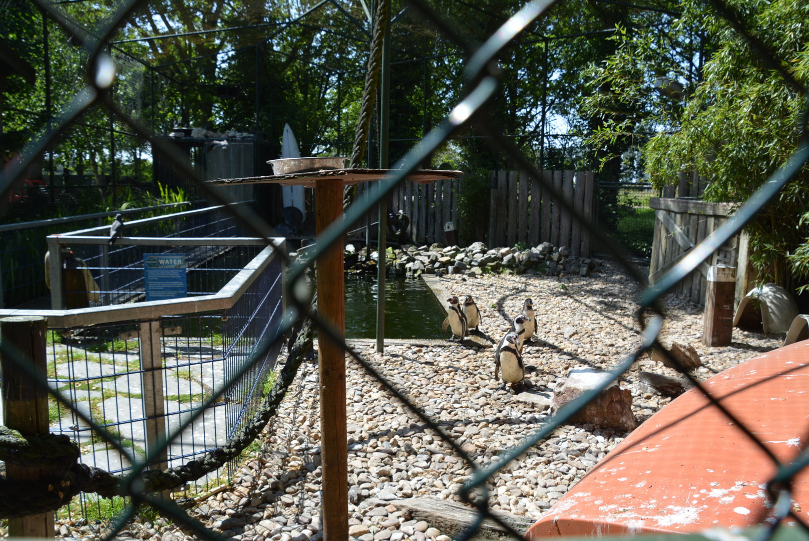 Humboldt Penguin & Inca tern enclosure 30/05/2023