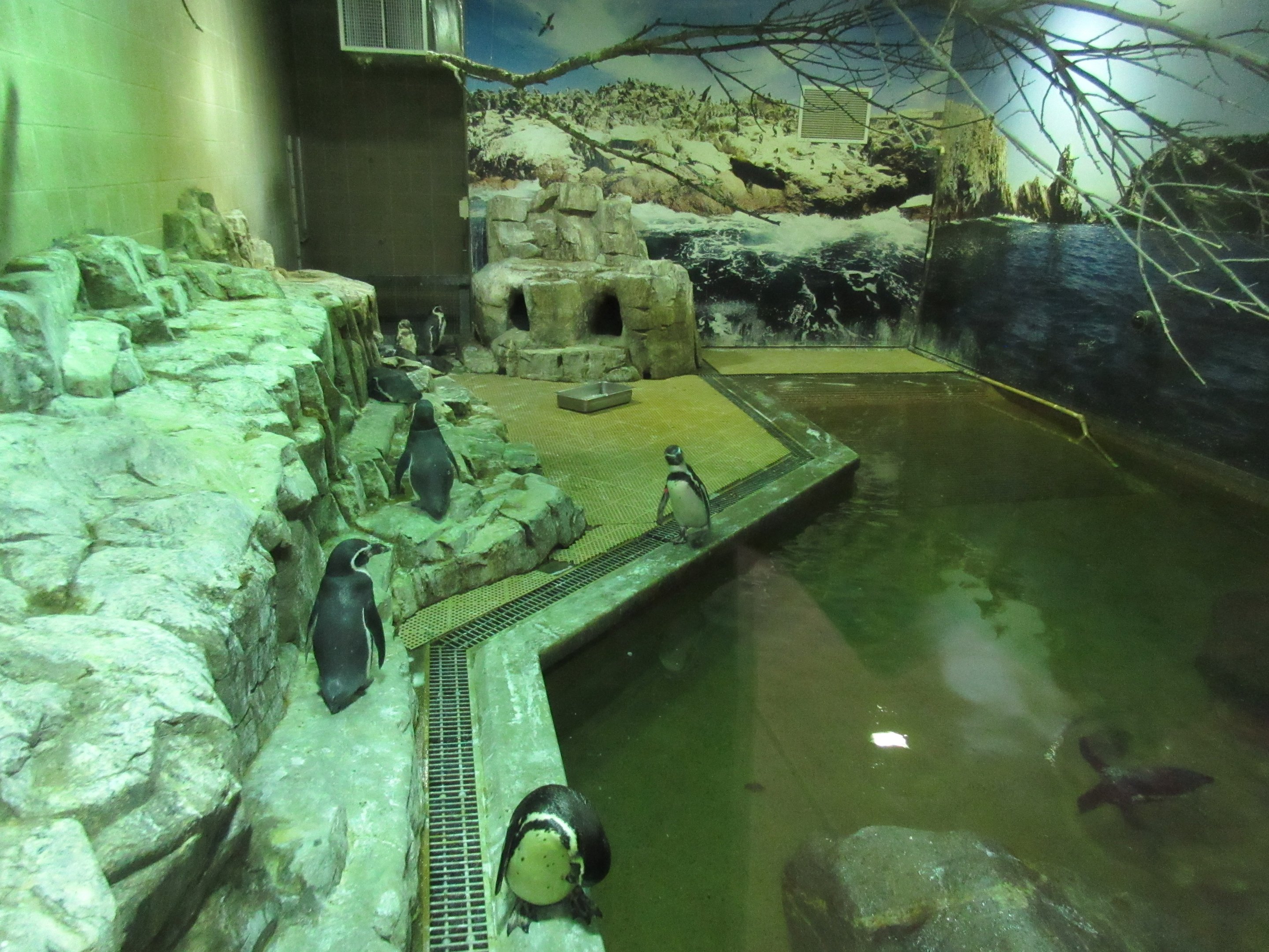 Humboldt Penguin/Inca Tern Exhibit - abysmal! (built in 1998)