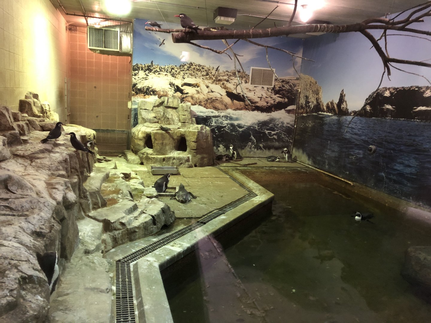 Humboldt Penguin indoor exhibit