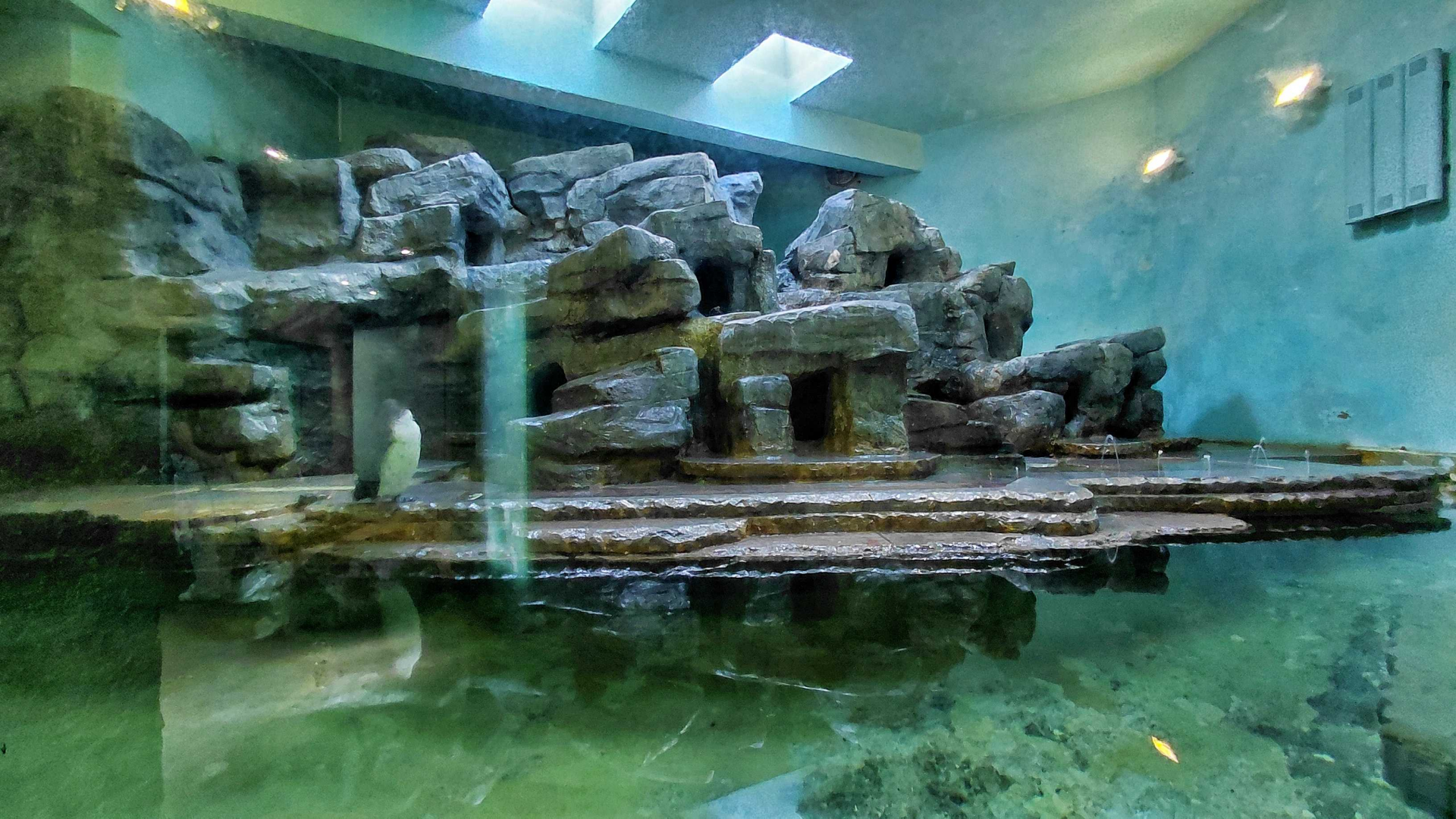 Humboldt penguin indoor exhibit
