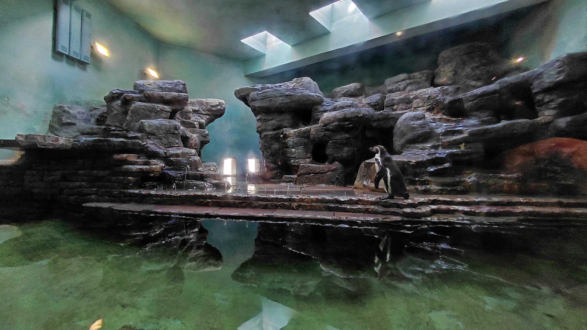 Humboldt penguin indoor exhibit