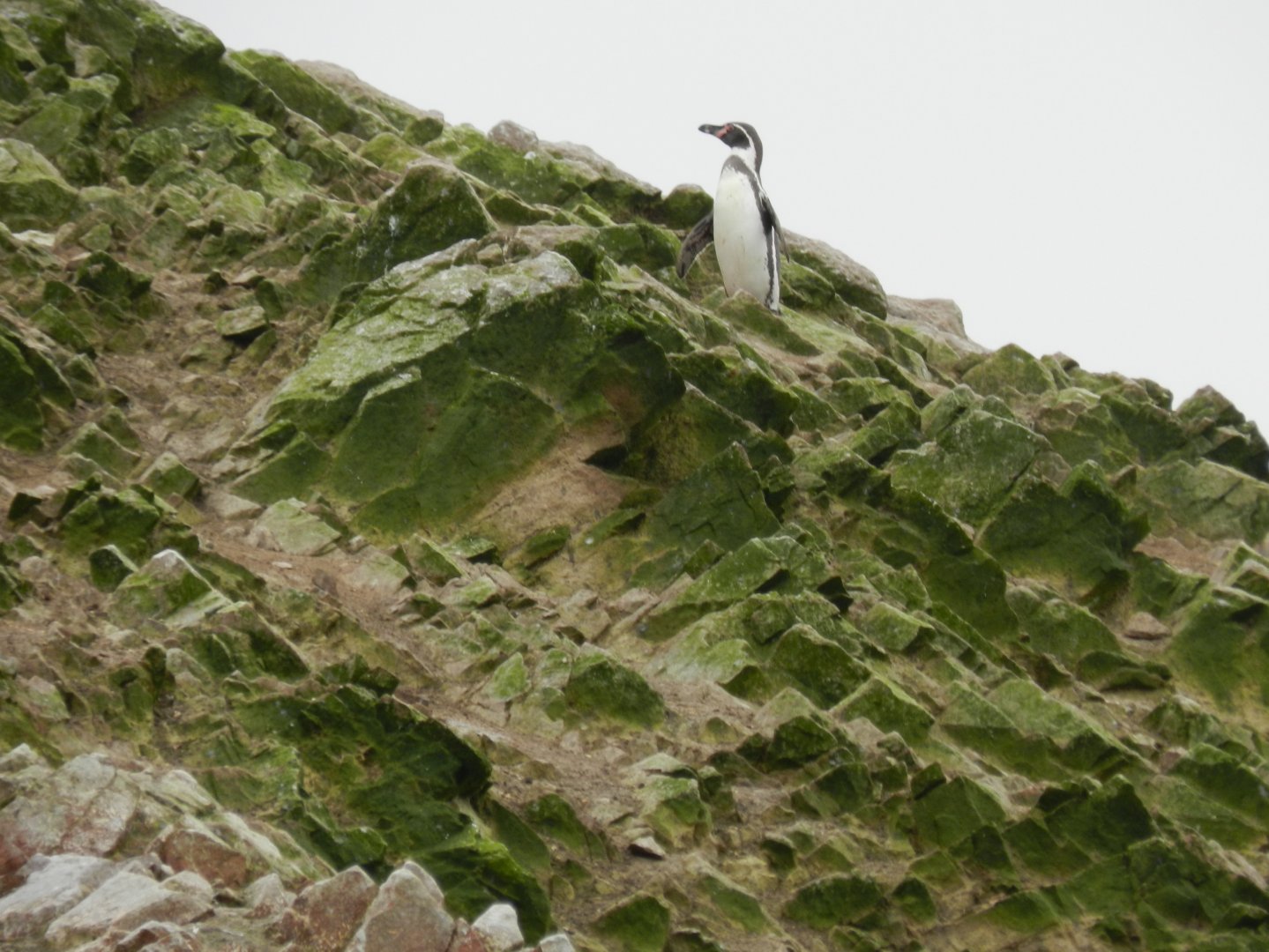 Humboldt penguin - Islas Ballestas