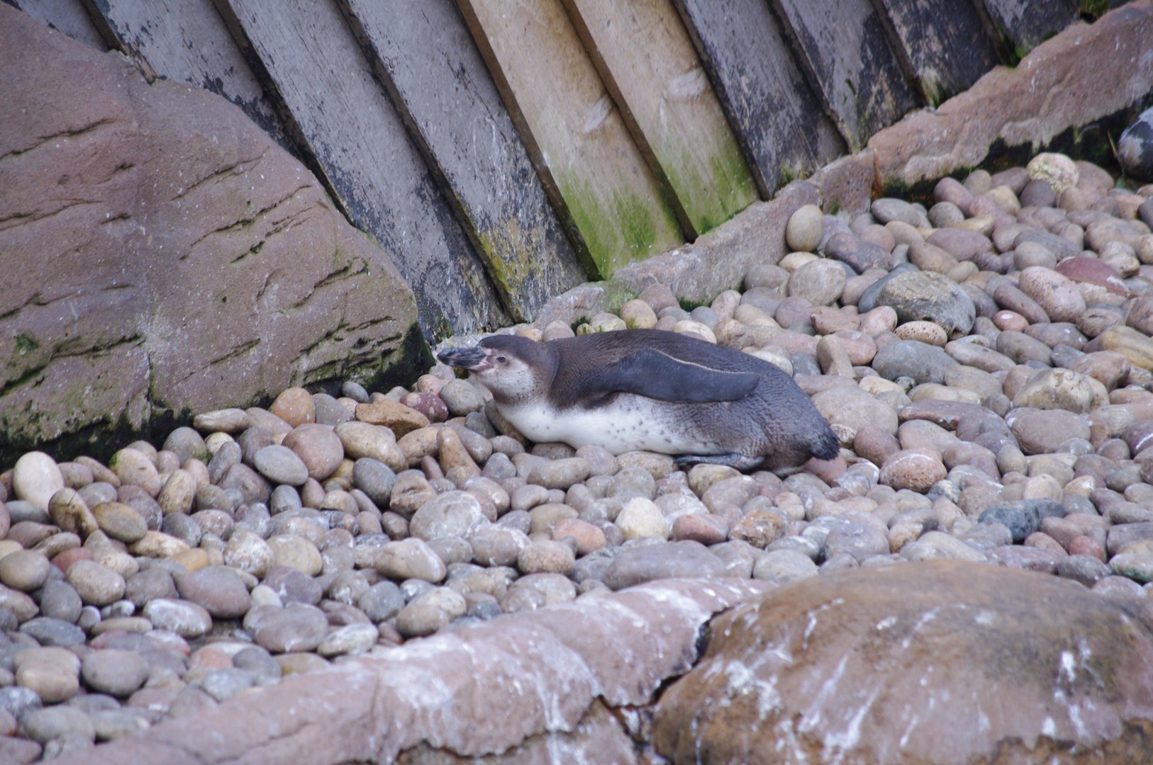 Humboldt penguin juvenile- 17/2/2025