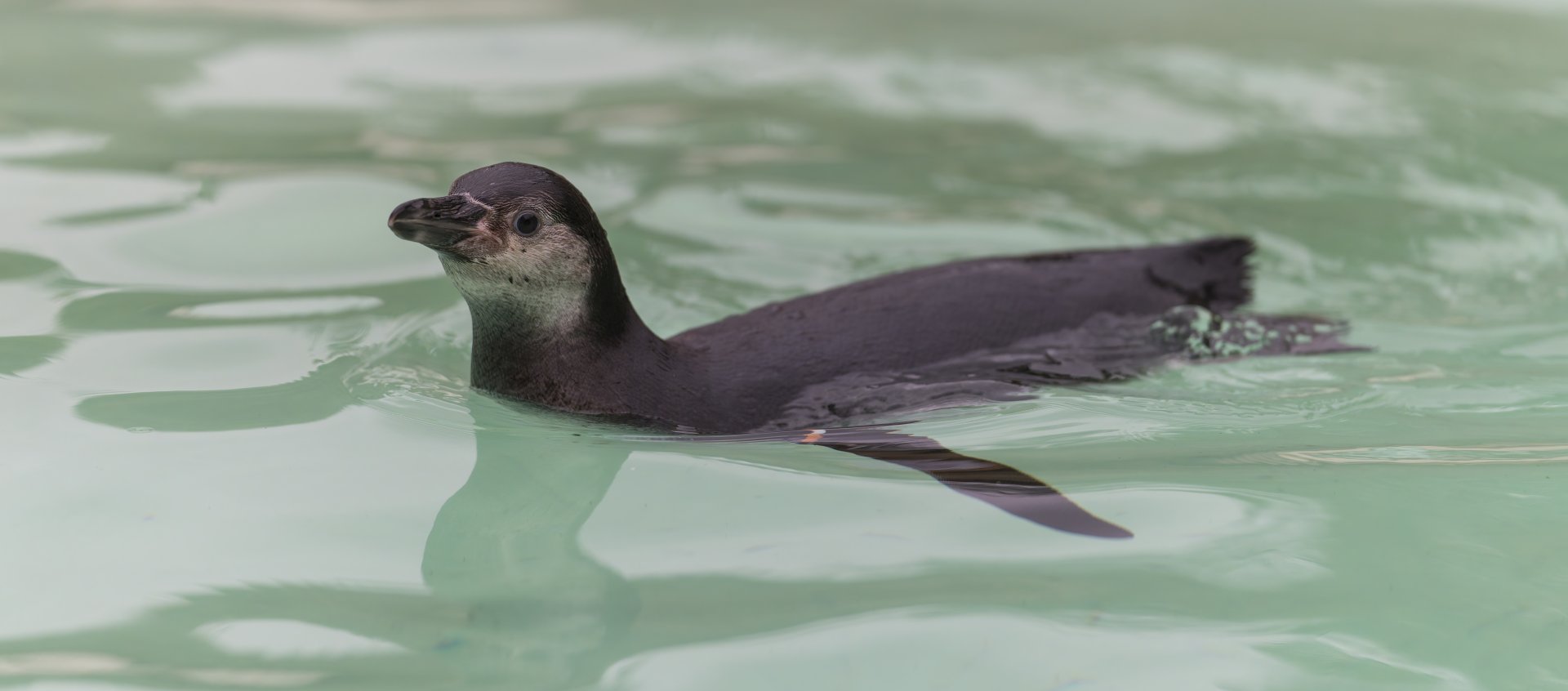 Humboldt Penguin juvenile, CWP, UK