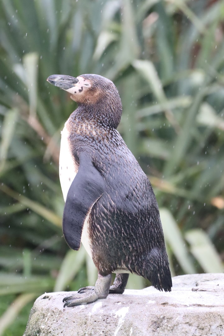 Humboldt Penguin, Juvenile