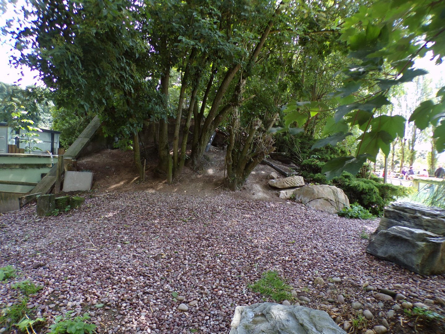 Humboldt penguin land section 7.7.24