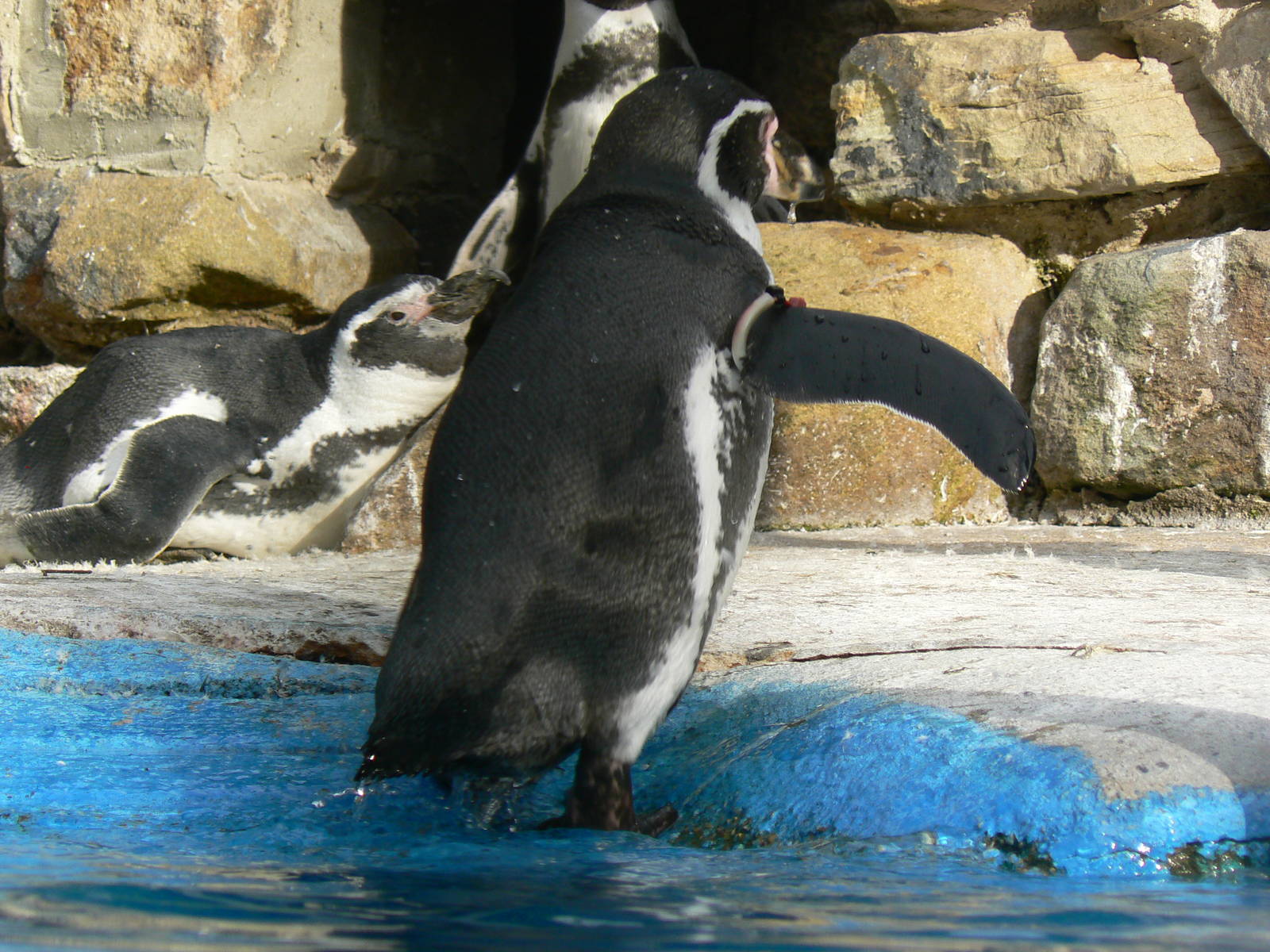 Humboldt Penguin Leaving The Pool
