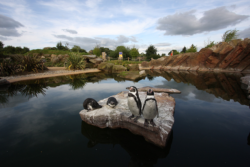 Humboldt Penguin, lower pool, Peak Wildlife Park 5/9/15
