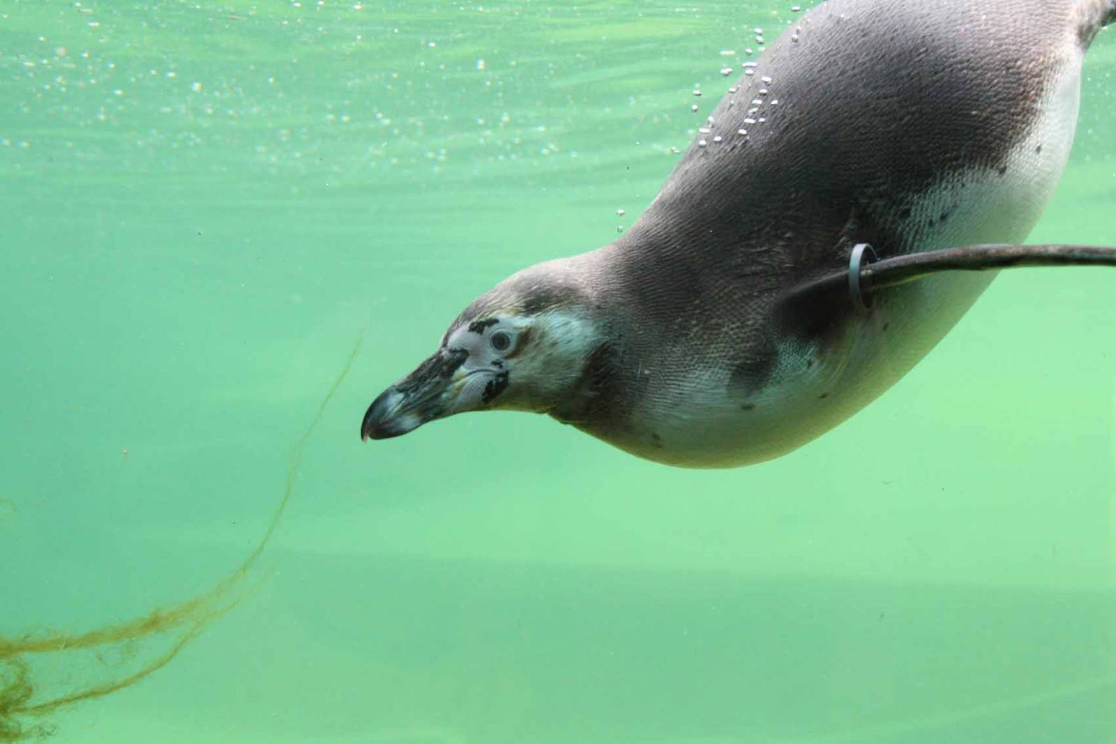 Humboldt Penguin, Marwell Wildlife