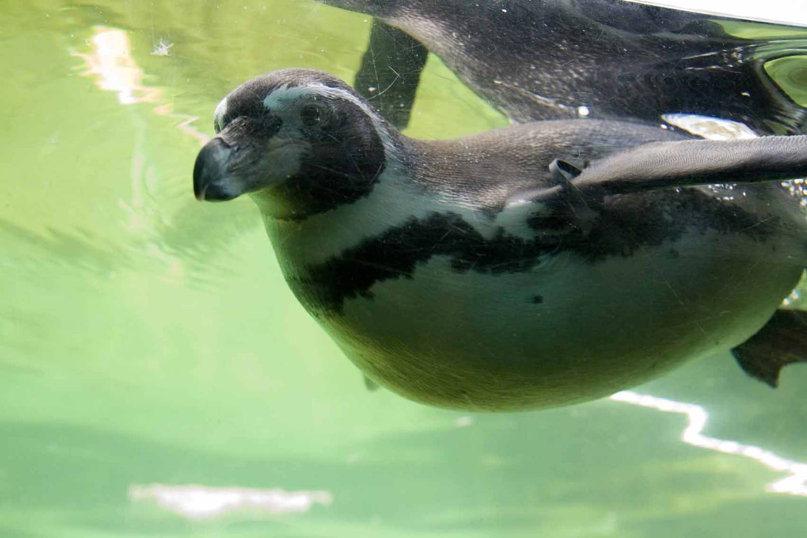 Humboldt Penguin, Marwell Wildlife